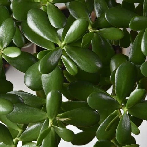 Jade
