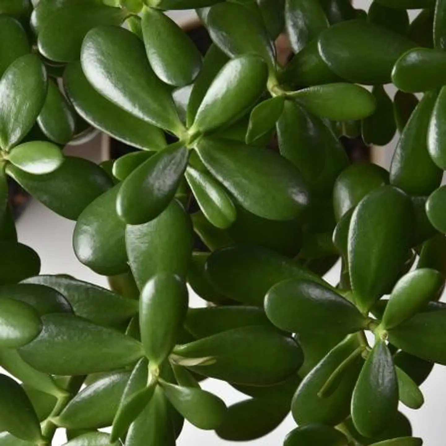 Jade 2