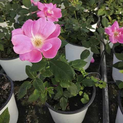 Rosa Pink Knock Out