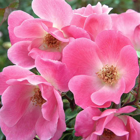 Rosa Pink Knock Out