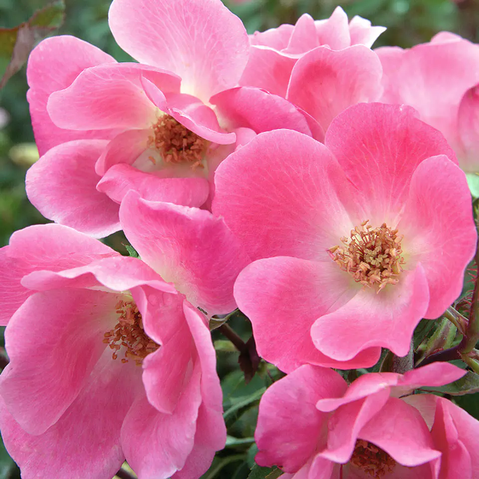 Rosa Pink Knock Out 1