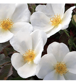 Rosa White Knock Out