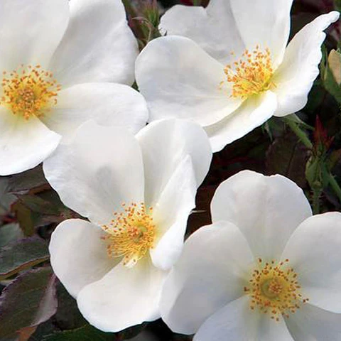 Rosa White Knock Out