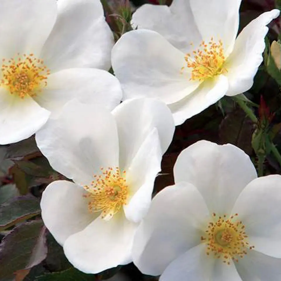 Rosa White Knock Out 1