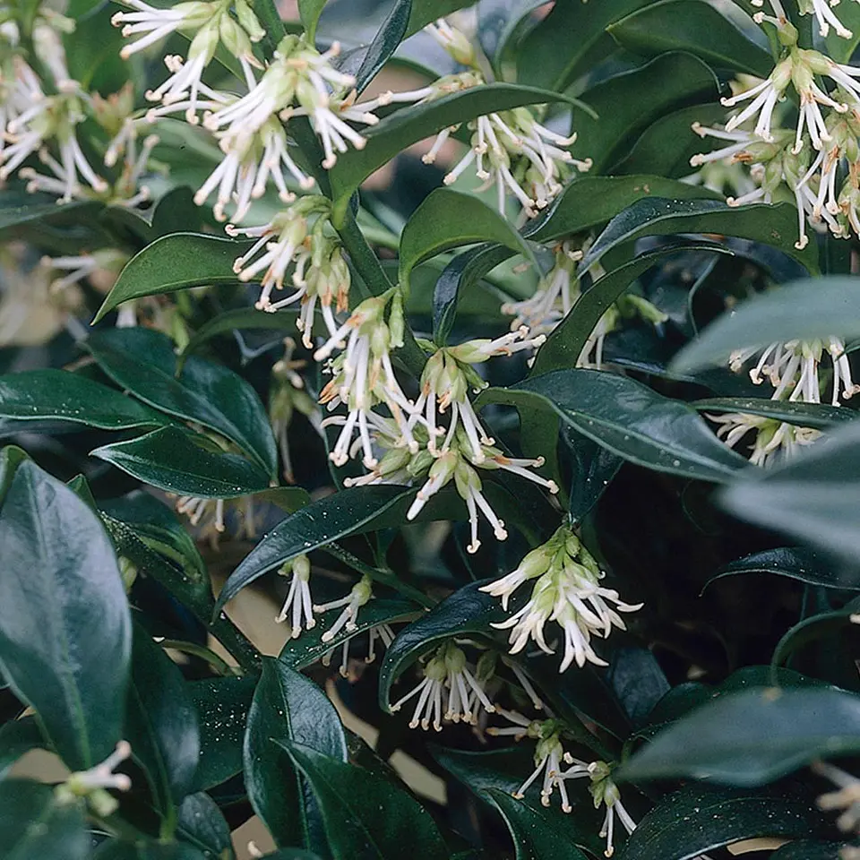Sarcococca 1
