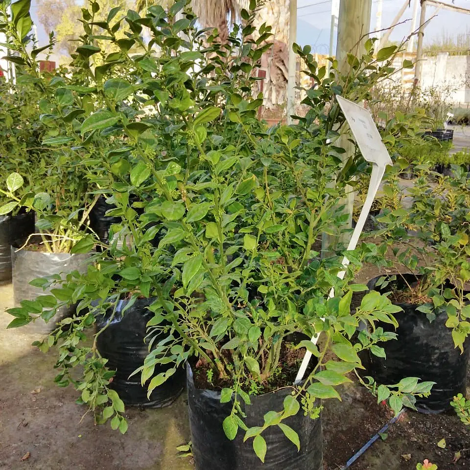 Sarcococca 3