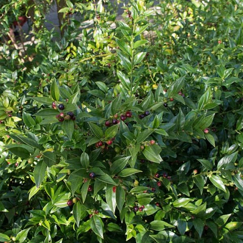 Sarcococca