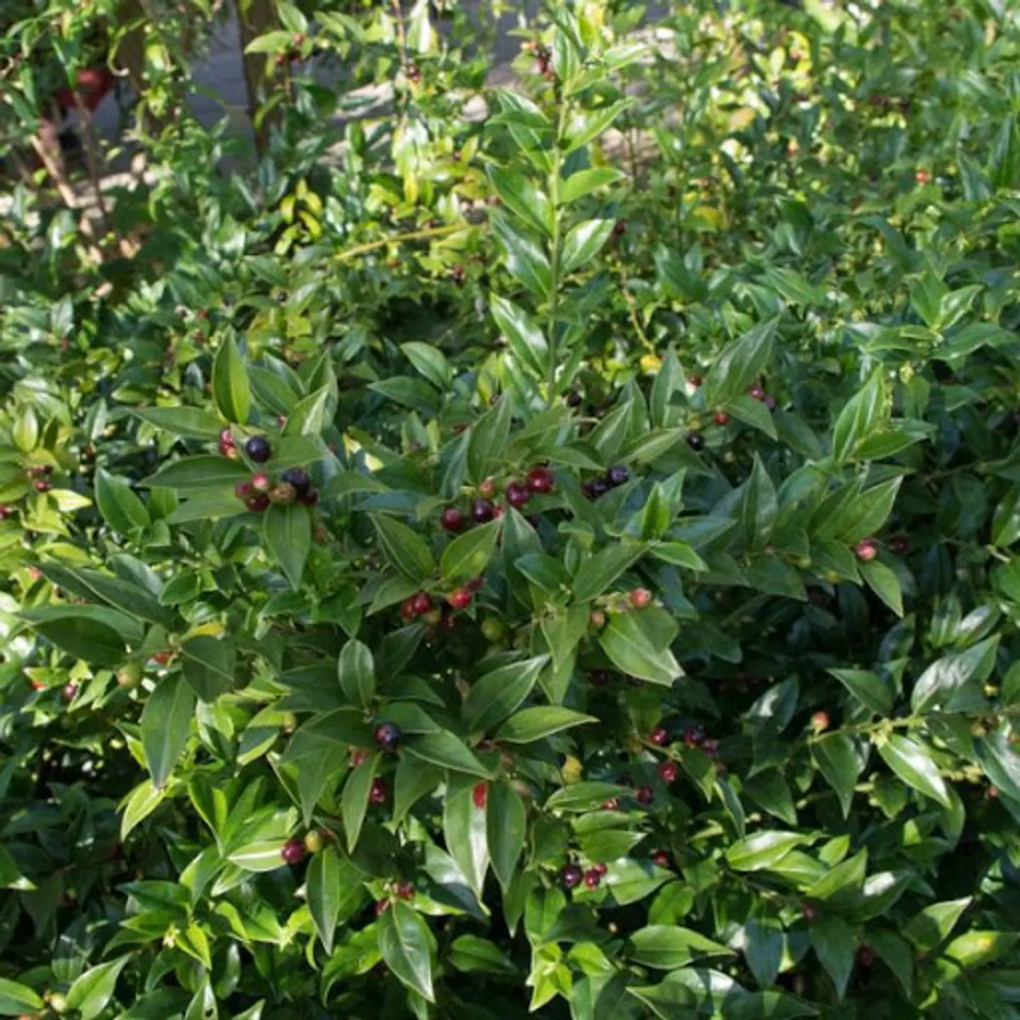 Sarcococca 2