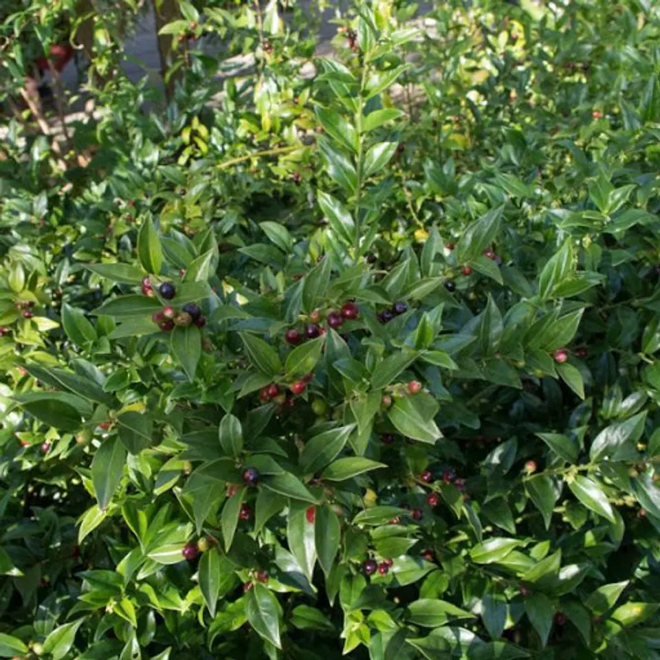 Sarcococca 2
