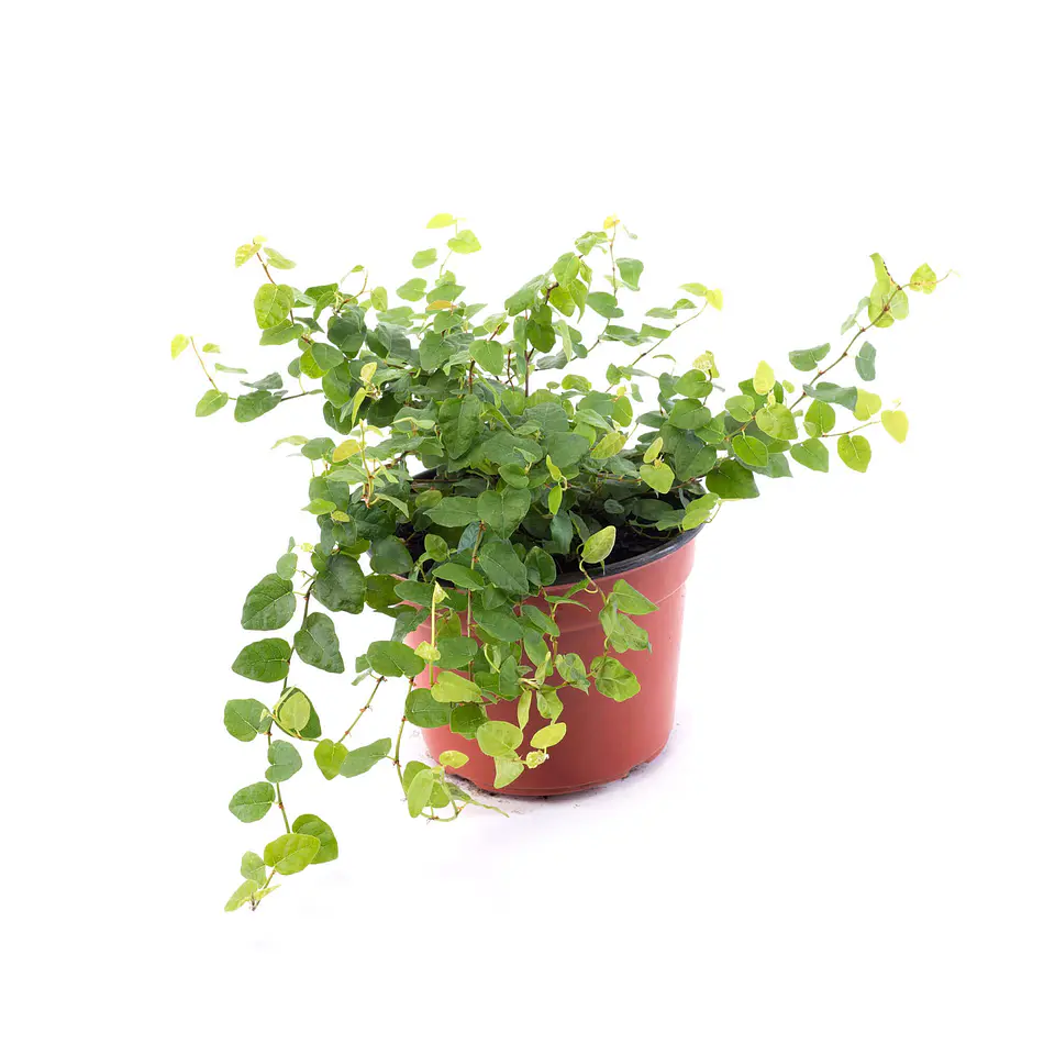 Ficus repens 1