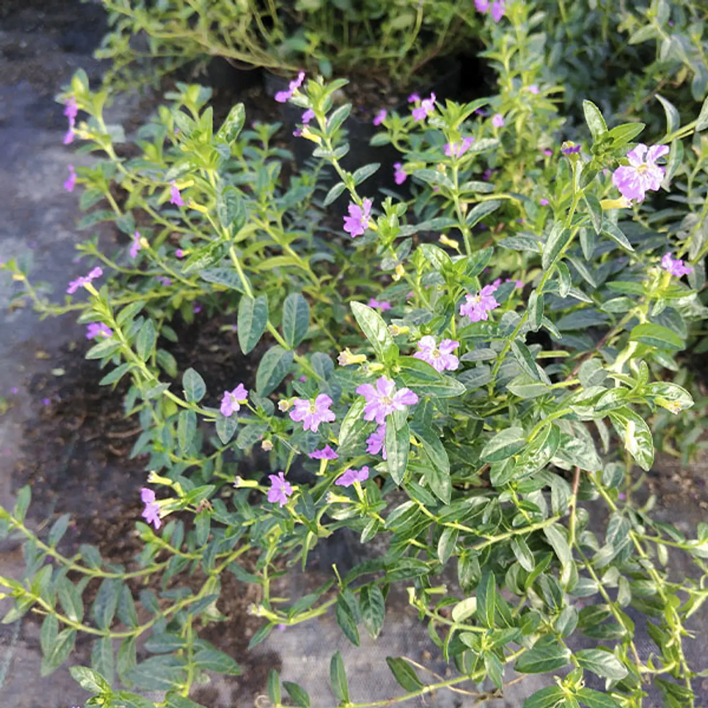 Verónica cuphea 3