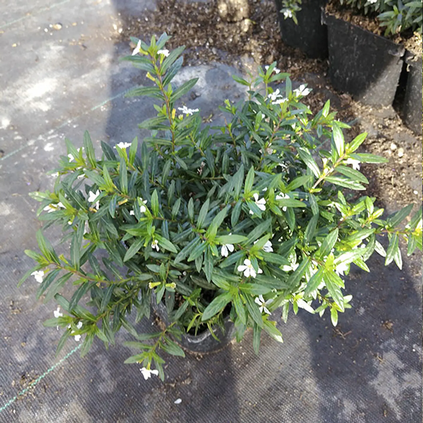 Verónica cuphea 4