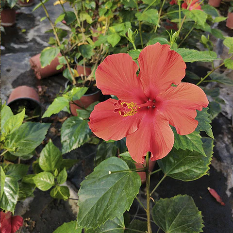 Hibiscus