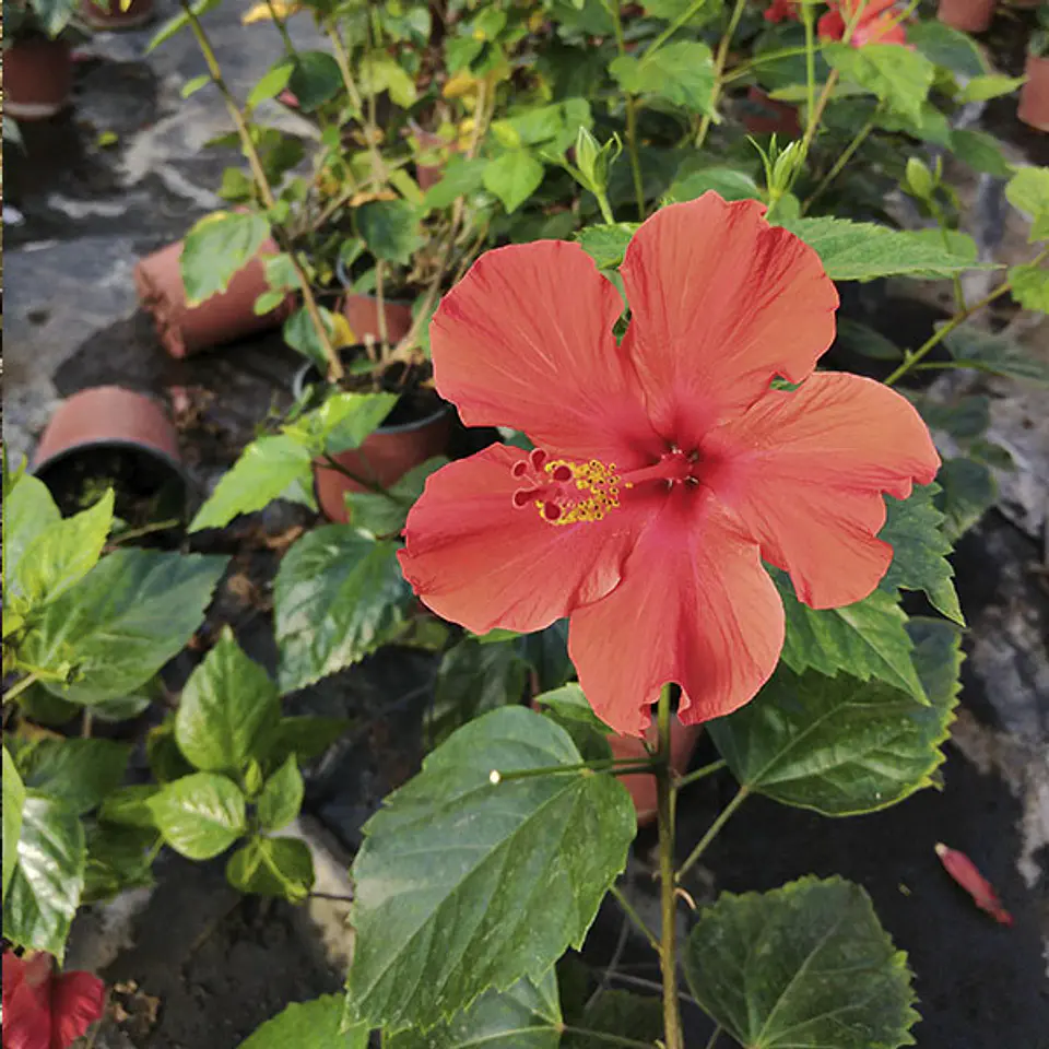 Hibiscus 2