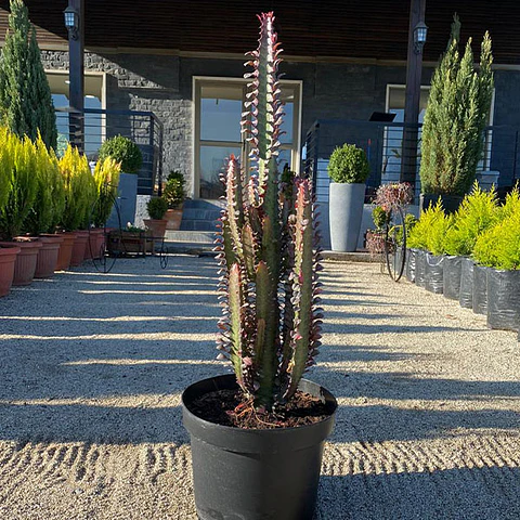 Euphorbia