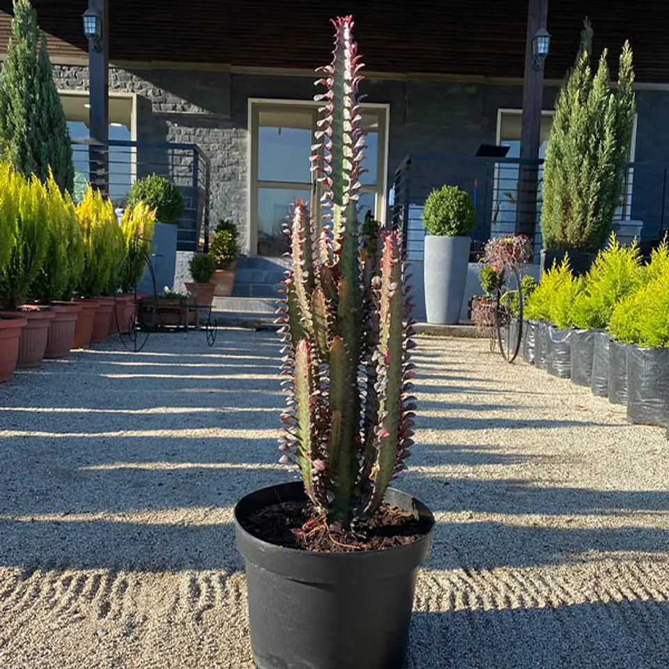 Euphorbia 1