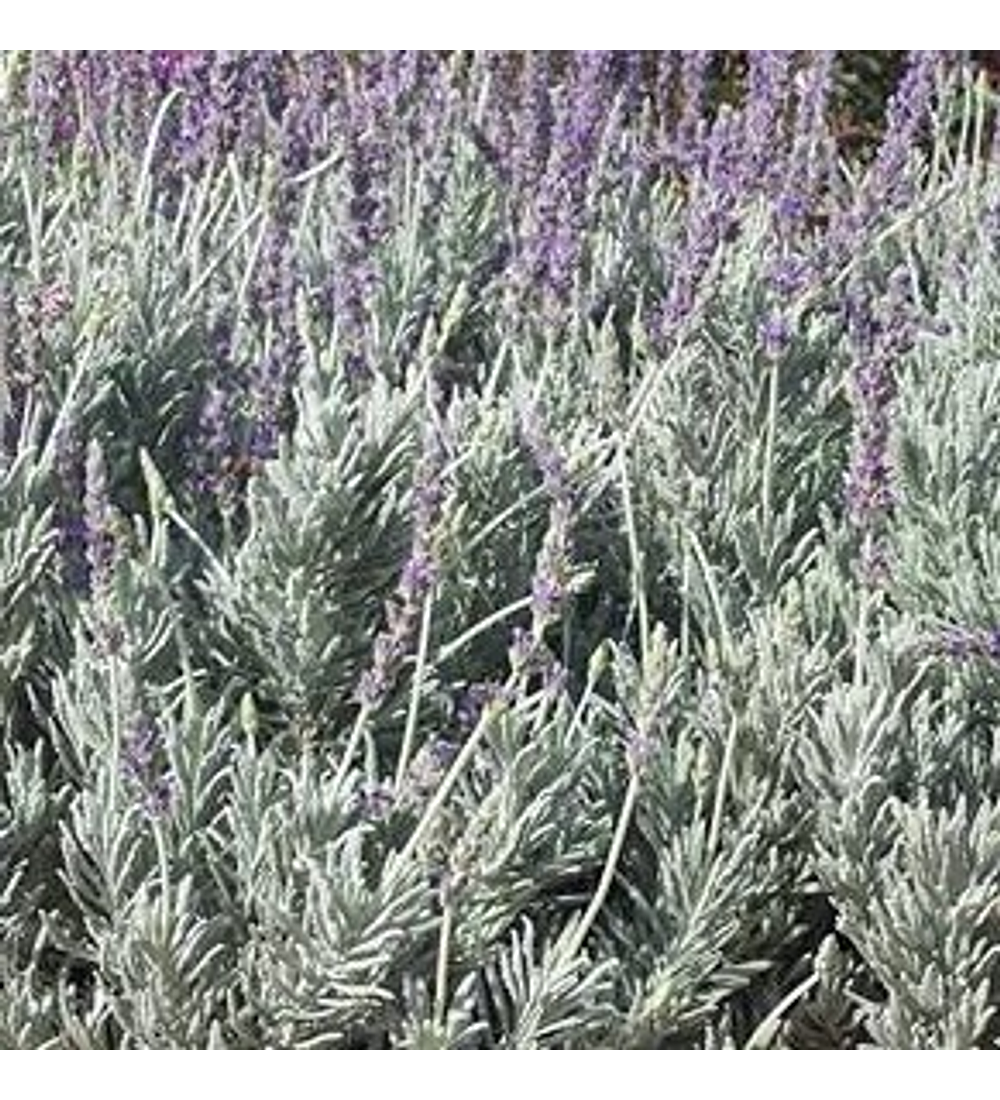 Lavanda Goodwin Creek