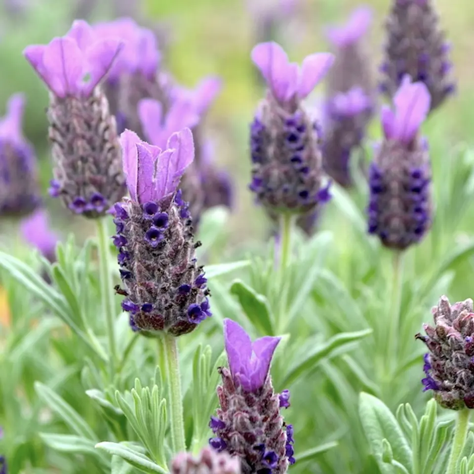 Lavanda Stoechas 4