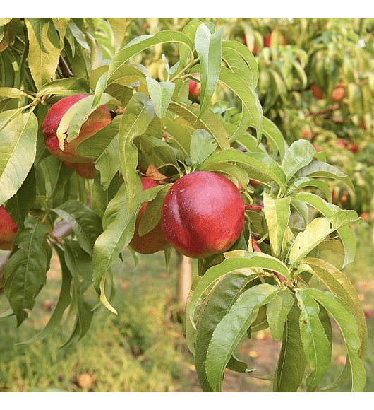 Durazno nectarin