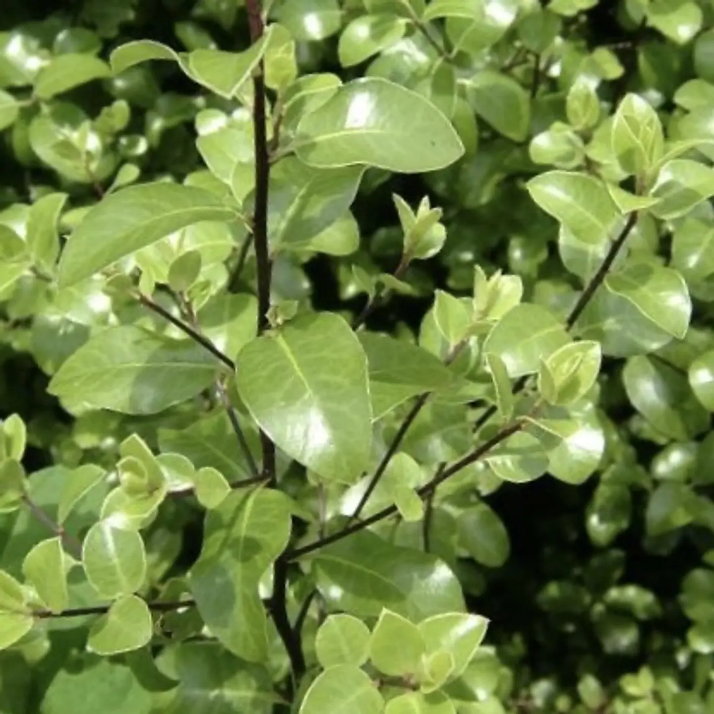 Pitosporo Nigricans 1