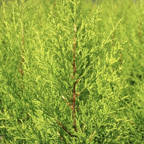 Ciprés macrocarpa