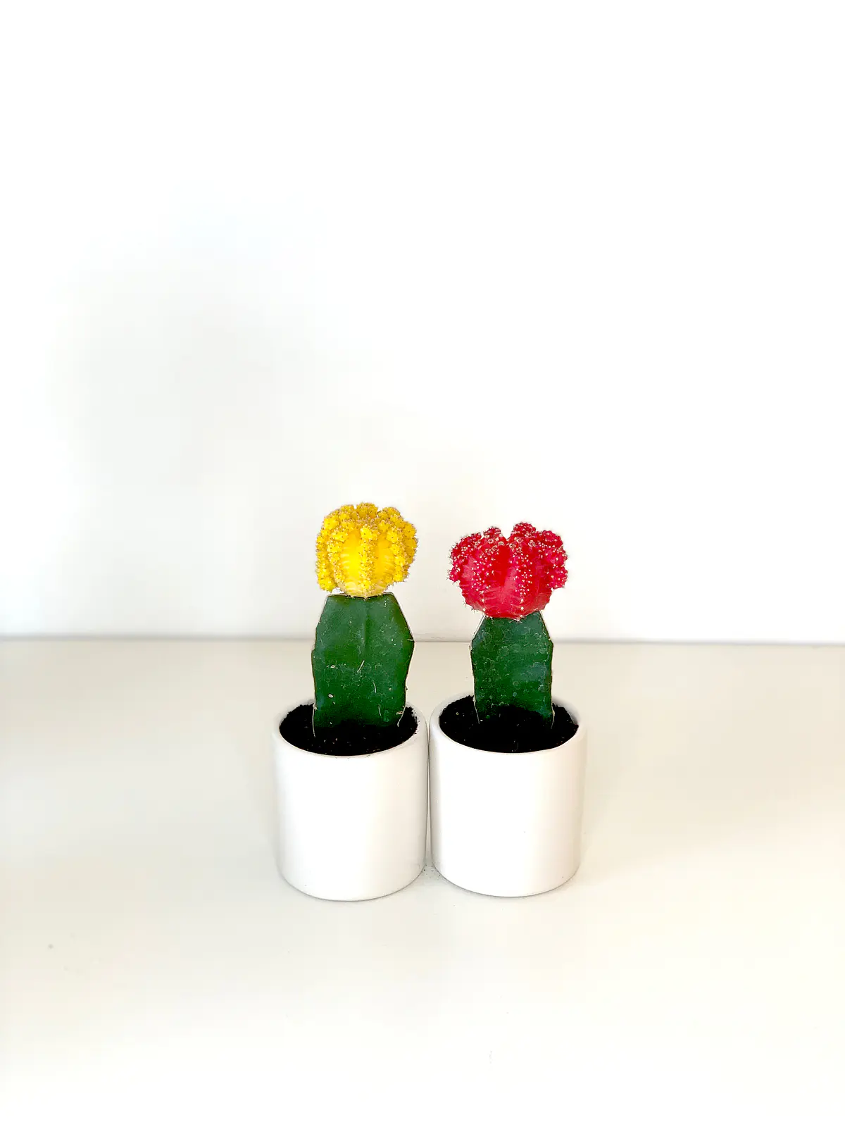 Camelia y lavanda