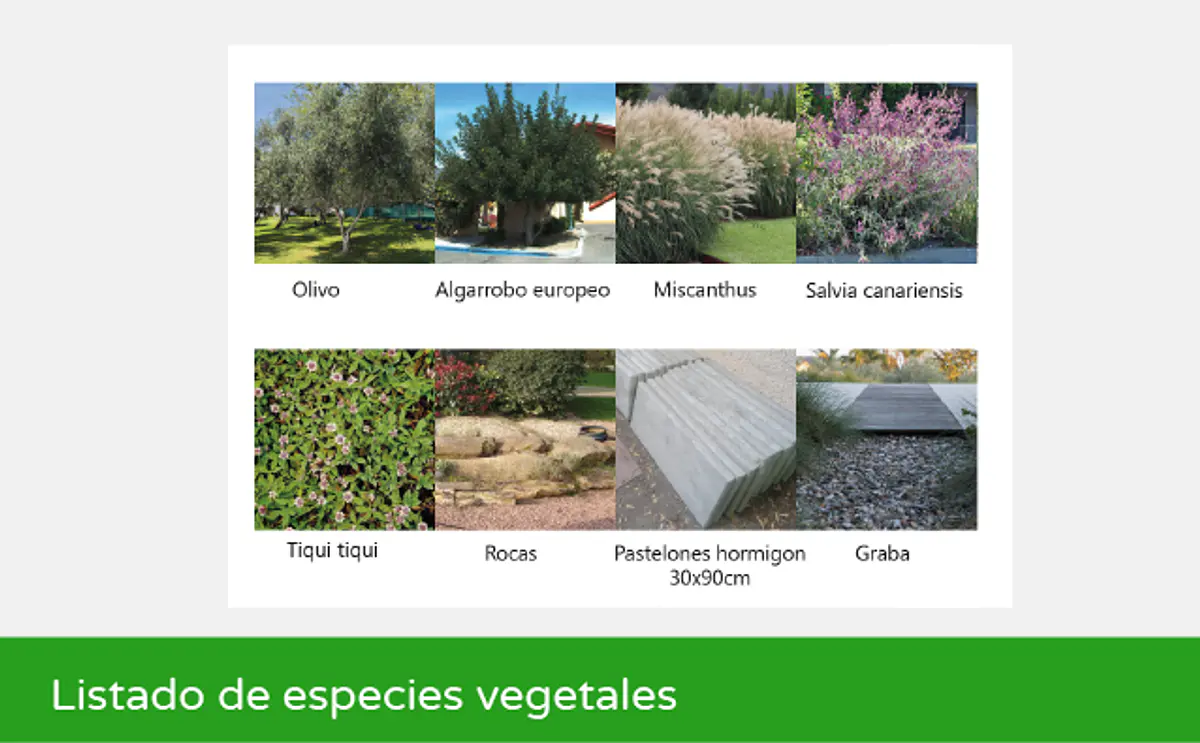 Camelia y lavanda