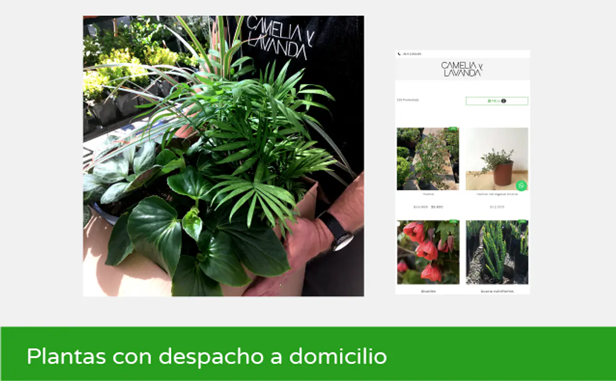 Camelia y lavanda