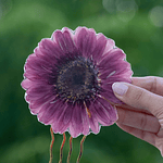 Gerbera Burdeo