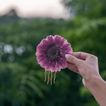 Gerbera Burdeo