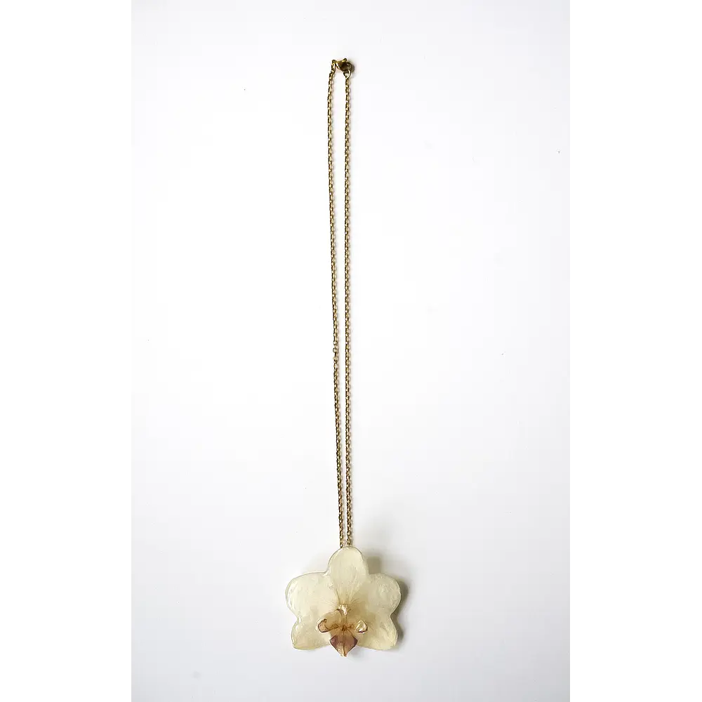 Orquídea Marfil
