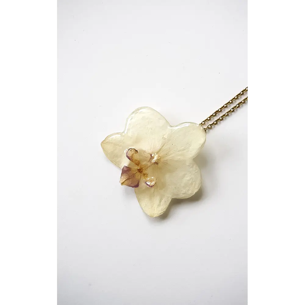 Orquídea Marfil
