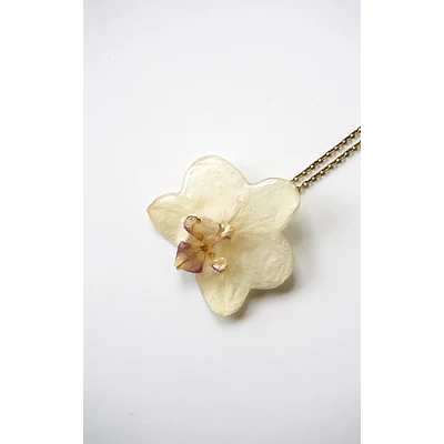Orquídea Marfil
