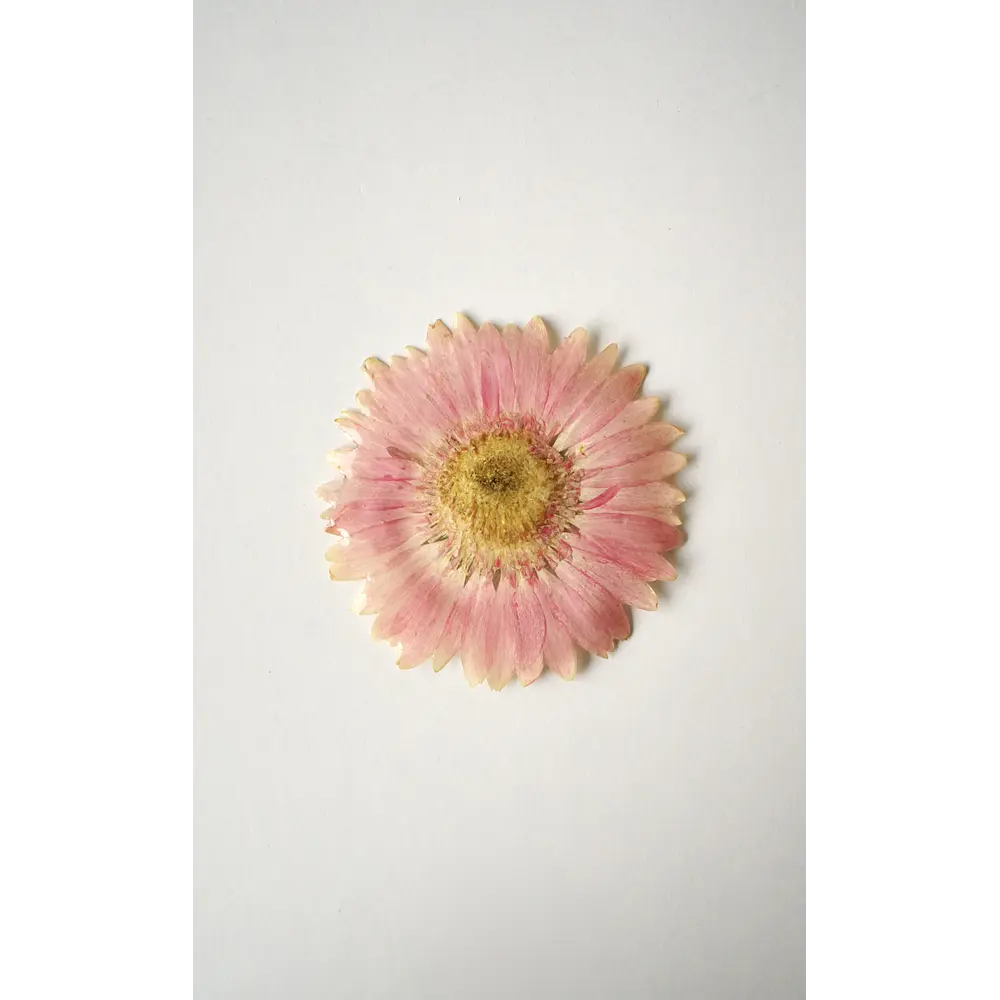Pinche de Gerbera Rosada Natural en Resina