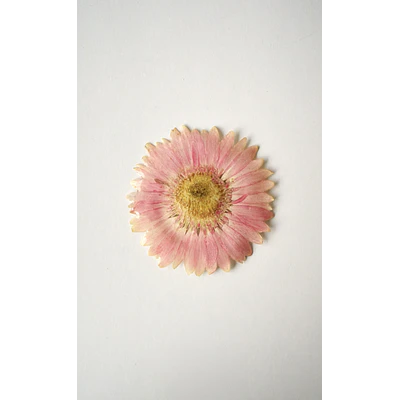 Pinche de Gerbera Rosada Natural en Resina