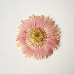 Pinche de Gerbera Rosada Natural en Resina