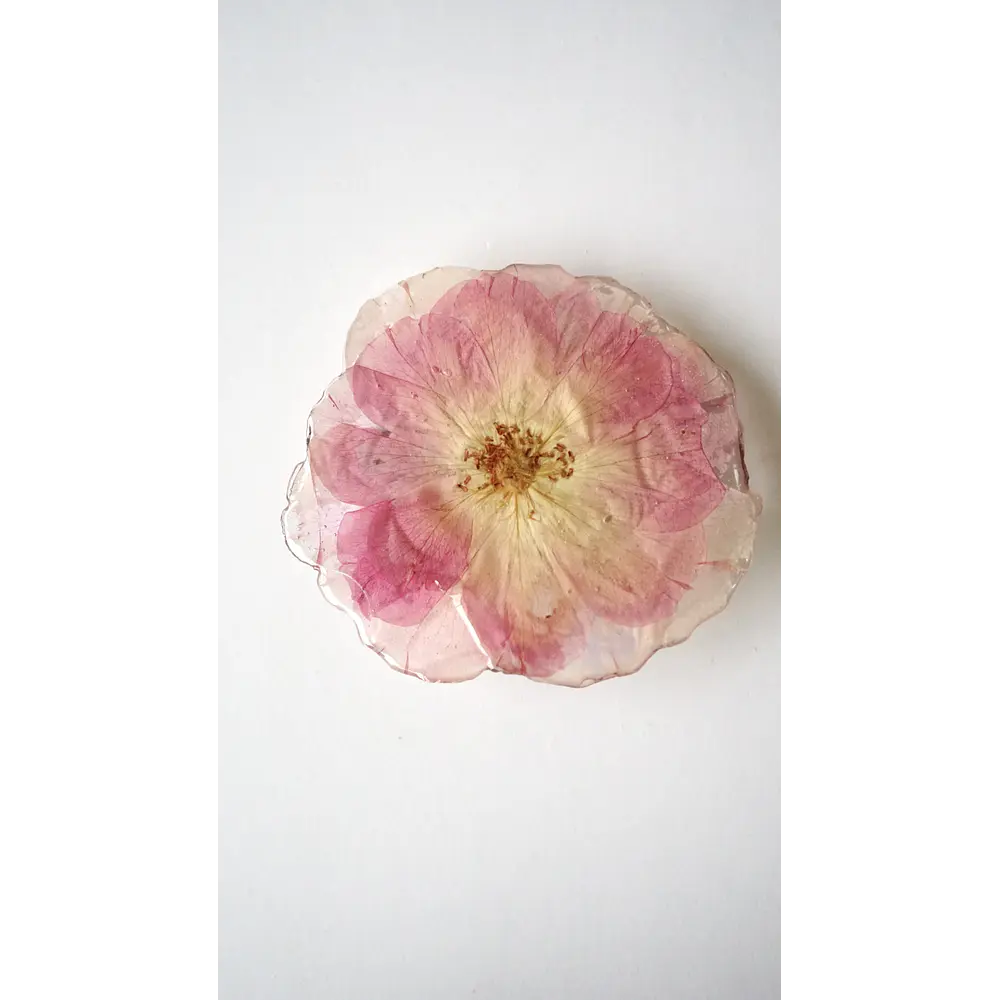 Pinche de Rosa en Rosa