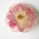 Pinche de Rosa en Rosa