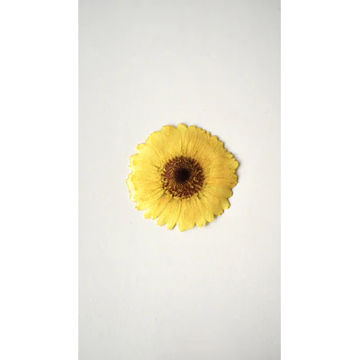Pinche Gerbera Amarillo en Resina