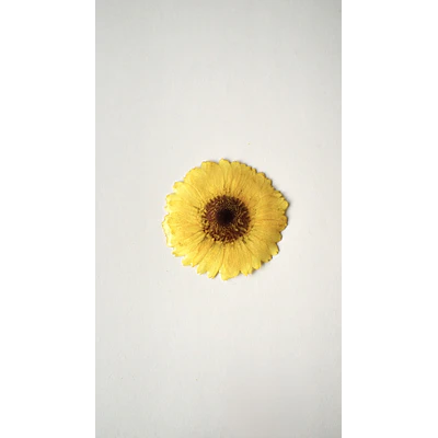 Pinche Gerbera Amarillo en Resina