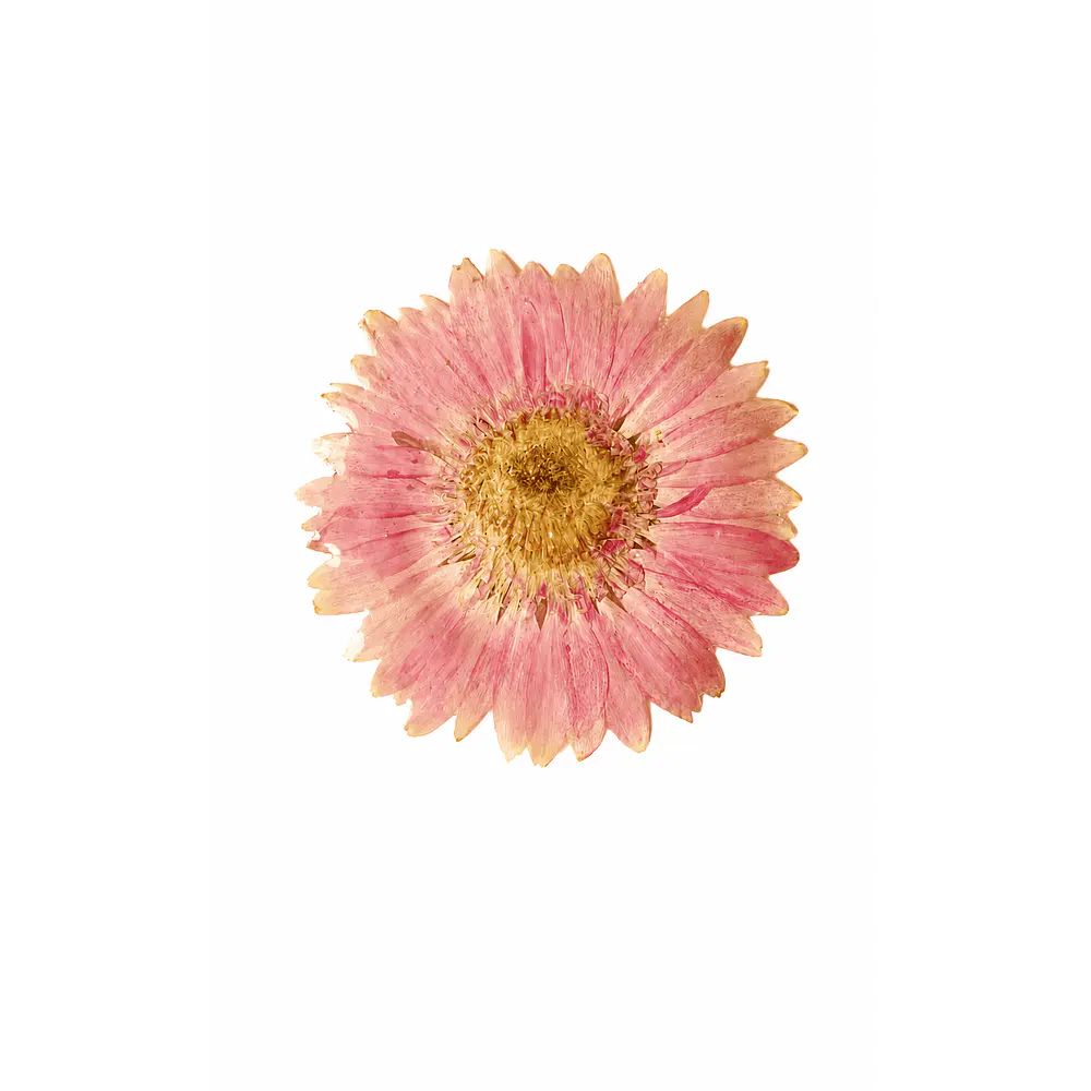 Pinche de Gerbera Rosada Natural en Resina