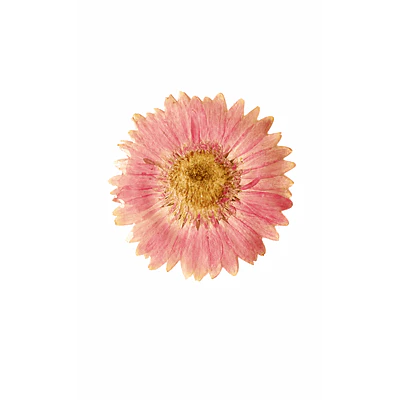 Pinche de Gerbera Rosada Natural en Resina