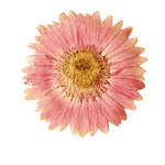 Pinche de Gerbera Rosada Natural en Resina