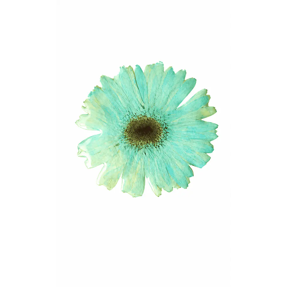 Pinche Gerbera Celeste en Resina