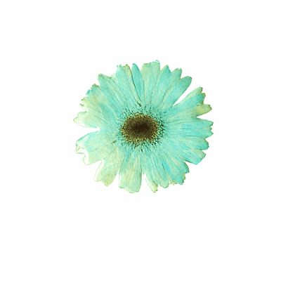 Pinche Gerbera Celeste en Resina
