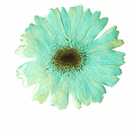 Pinche Gerbera Celeste en Resina