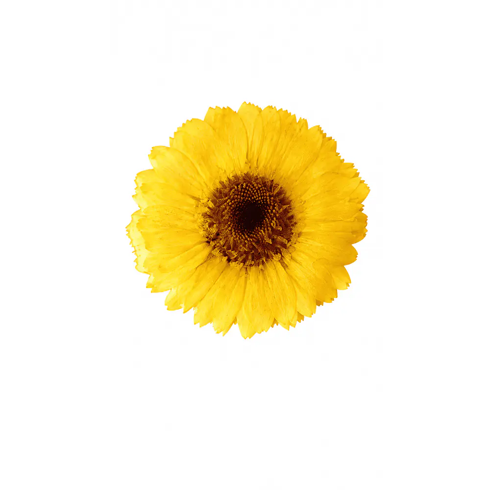 Pinche Gerbera Amarillo en Resina