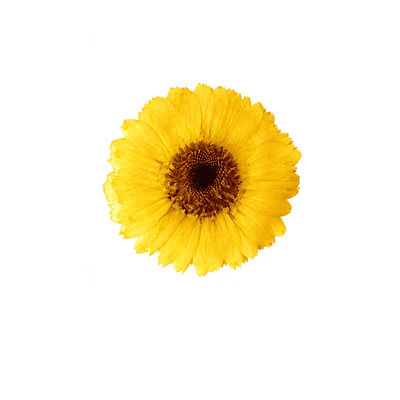 Pinche Gerbera Amarillo en Resina