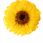 Pinche Gerbera Amarillo en Resina