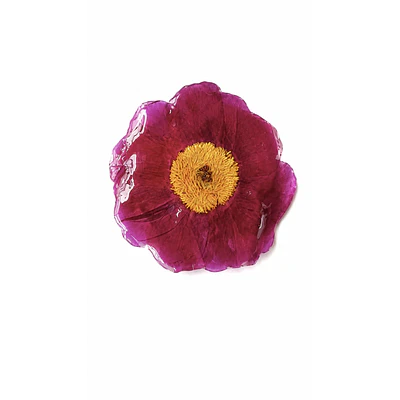 Pinche de Peonía Natural Fucsia en Resina